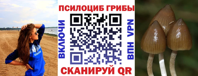 дарк нет наркотические препараты купить цена Асино Галлюциногенные грибы мухоморы