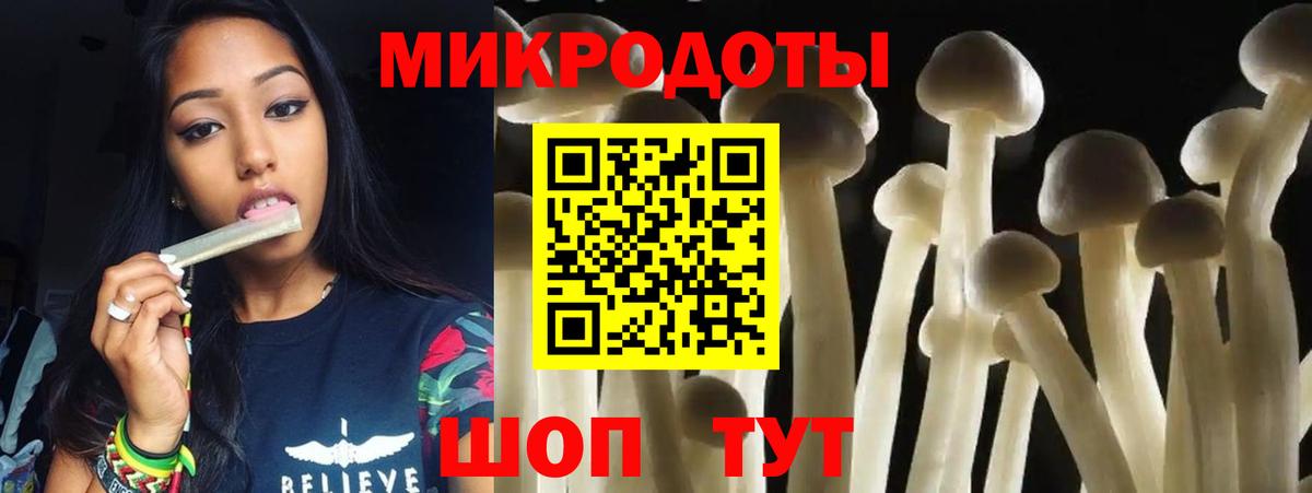 Псилоцибиновые грибы Psilocybe Асино